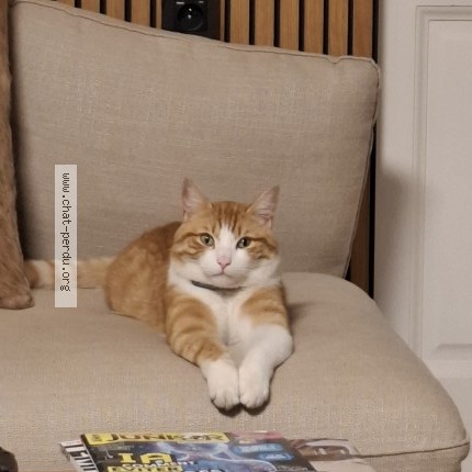 Photo de chat perdu à Chambery