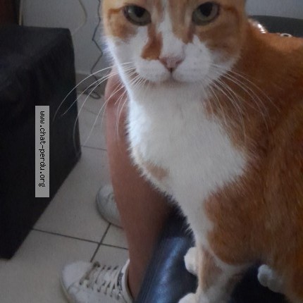 Photo 1/1 Chibi Chat perdu à Floirac