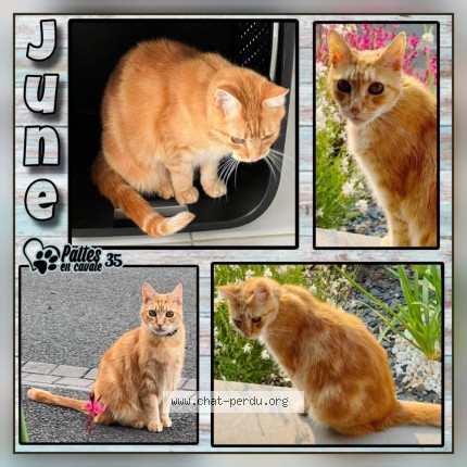 Photo de chat perdu à Orgeres