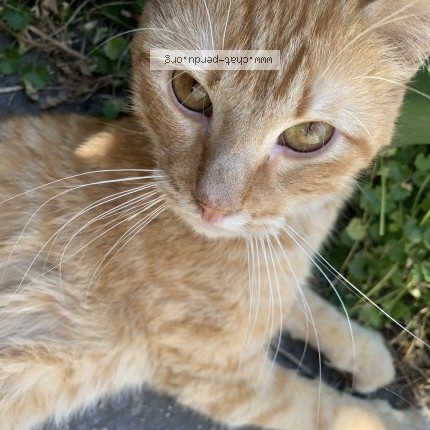 Photo de chat trouvé à Tourcoing