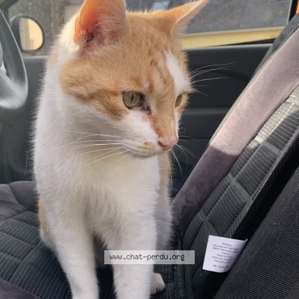 Photo de chat perdu à Inzinzac