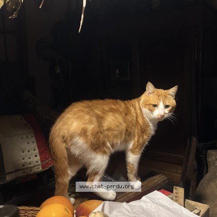 Photo de chat perdu à Dammartin En Goele