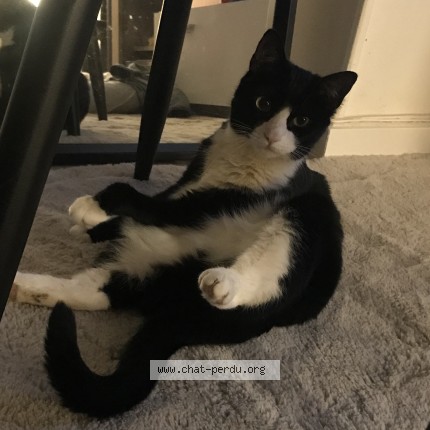 Photo de chat perdu à Saint Germain Laval