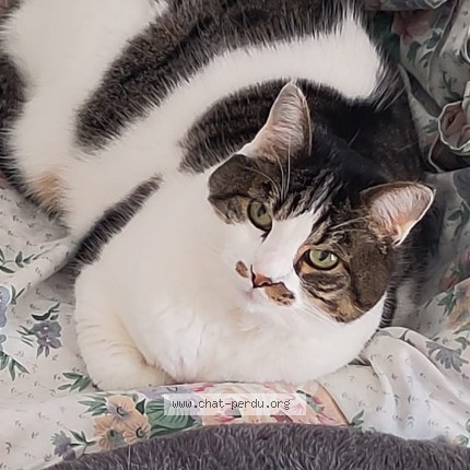 Photo de chat perdu à St Denis De L Hotel
