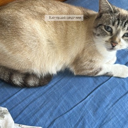 Photo de chat perdu à Annonay