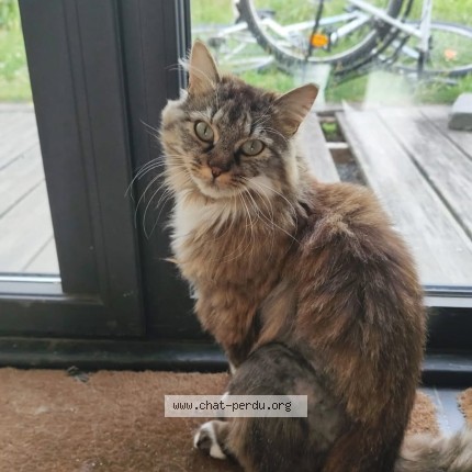 Photo de chat perdu à Sene