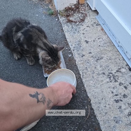 Photo de chat trouvé à Villenave D Ornon