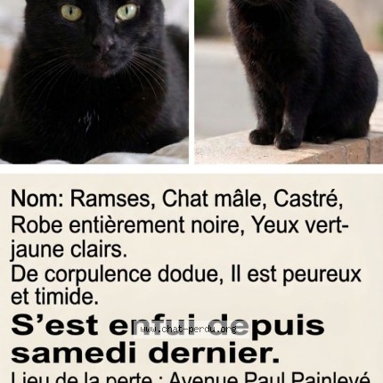 Photo 1/1 Ramses Chat perdu à Amberieu En Bugey
