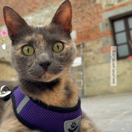 Photo de chat perdu à Saint Remy Chaussee
