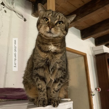 Photo de chat perdu à Mortroux
