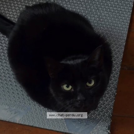 Photo de chat perdu à Nexon