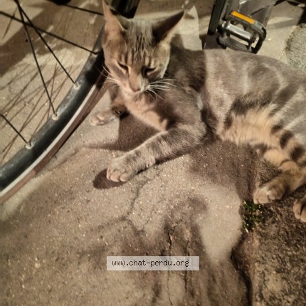 Photo 1/1 Chat trouvé Trouvé à Paris
