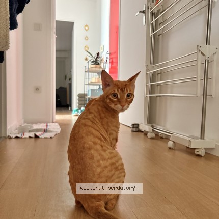 Photo 1/1 Chat trouvé Trouvé à Paris