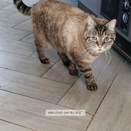 Photo de chat perdu à Chelles