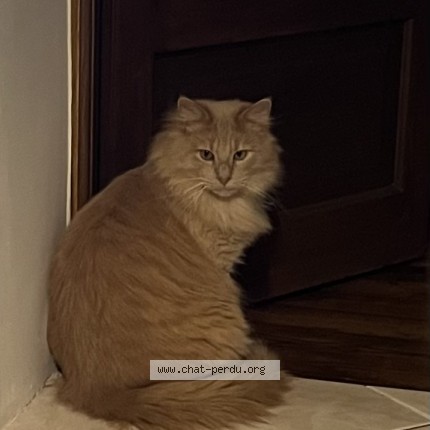 Photo de chat perdu à Oullins