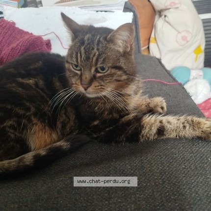 Photo de chat perdu à Pleugriffet