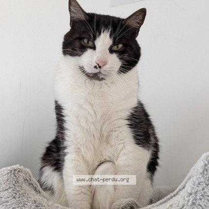 Photo de chat perdu à Saint Aubin Le Cloud