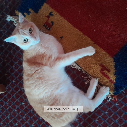 Photo de chat perdu à Sainte Livrade