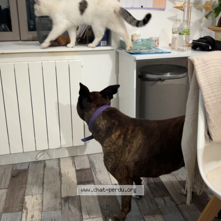 Photo de chat perdu à Mehun Sur Yevre