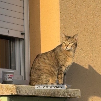 Photo de chat perdu à Vouneuil Sous Biard