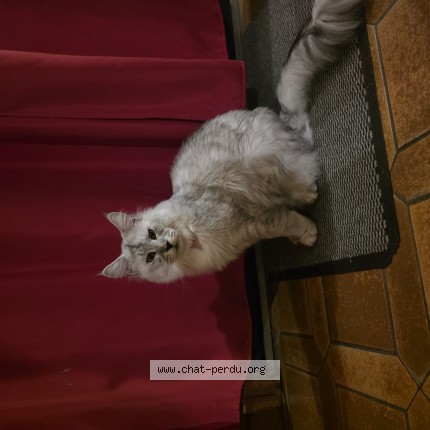 Photo de chat perdu à Moliens