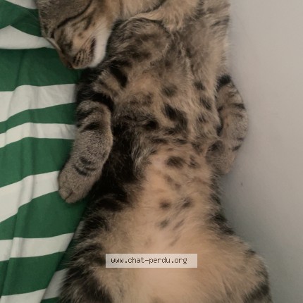 Photo 1/1 Chat trouvé Trouvé à Nice