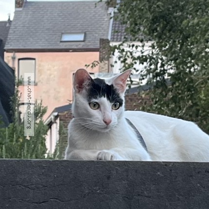 Photo 1/4 Chat trouvé Trouvé à Namur Salzinnes