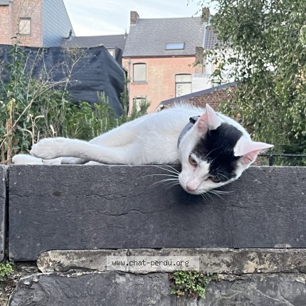 Photo 2/4 Chat trouvé Trouvé à Namur Salzinnes