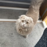 Saiyen