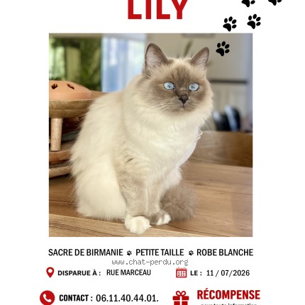 Photo de chat retrouvé à Le Havre