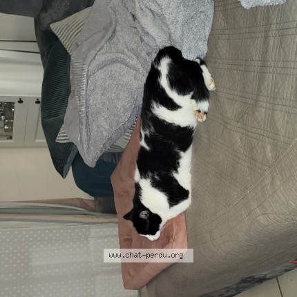 Photo 1/1 Chat retrouvé Perdu à St Georges D Esperanche