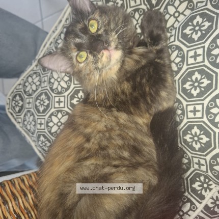 Photo de chat perdu à Fegreac