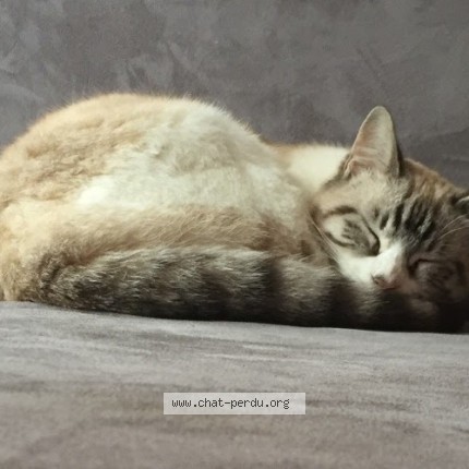 Photo 1/1 NALA Chat perdu à Montpellier