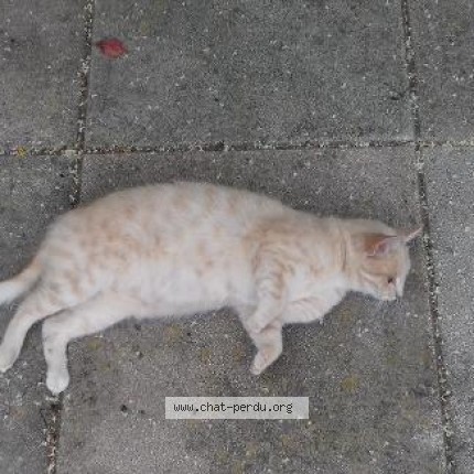 Photo de chat perdu à Reims