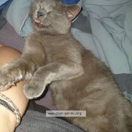 Photo de chat retrouvé à Roye
