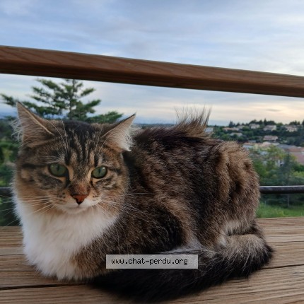 Photo 1/1 Chabada Chat perdu à Caunes Minervois