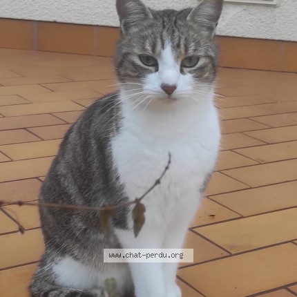 Photo de chat perdu à Bassou