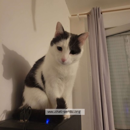 Photo de chat perdu à Mur De Bretagne
