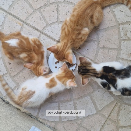 Photo 1/1 pas de nom Chat perdu à Sainte Lucie De Porto Vecchio