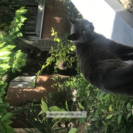 Photo de chat perdu à Toulouse