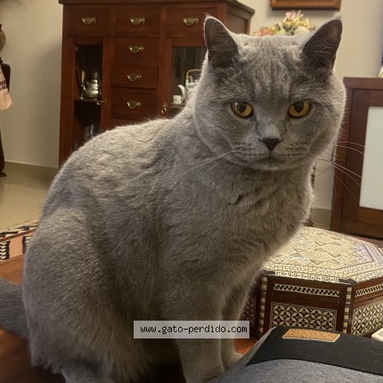Photo de chat retrouvé à Guadalmina Alta
