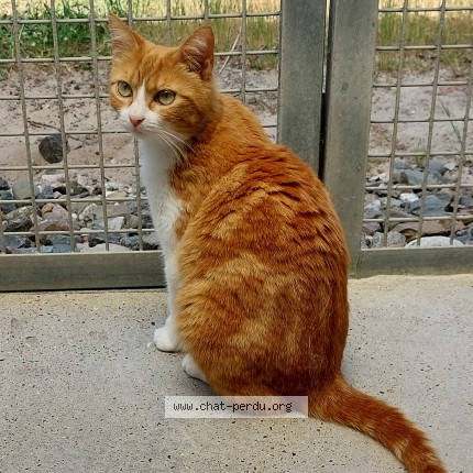Photo de chat perdu à Bayonne