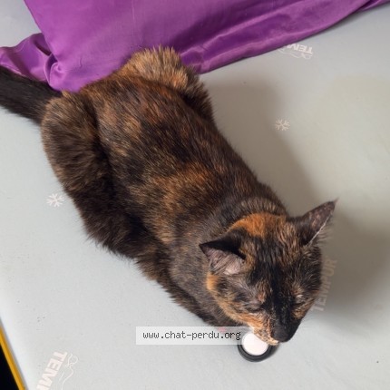 Photo de chat perdu à Le Mans