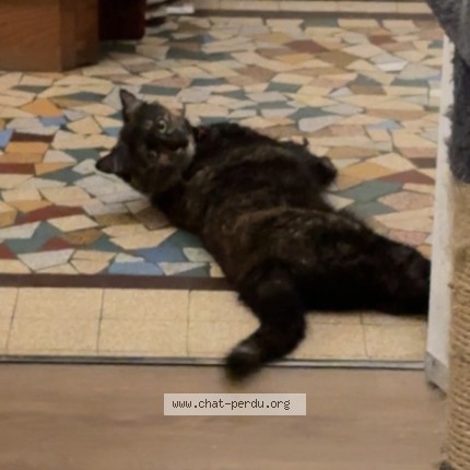 Photo 2/2 Ga&iuml;a Chat perdu à Le Mans