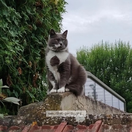 Photo 1/1 Nenette Chat perdu à Villemeux Sur Eure