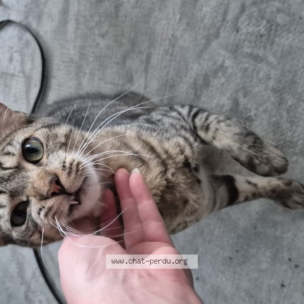Photo 1/1 Chat trouvé Trouvé à Toulouse