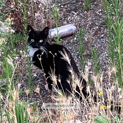 Photo de chat trouvé à Lille