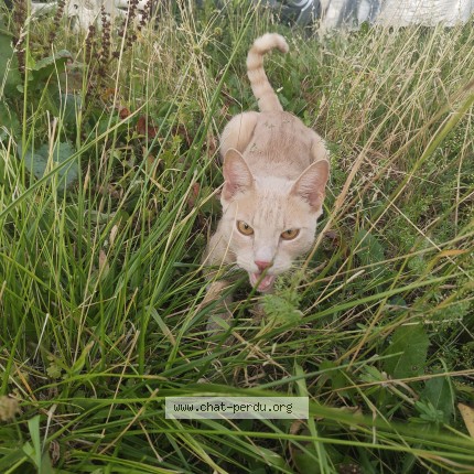 Photo 1/1 Chat trouvé Trouvé à Wittersdorf