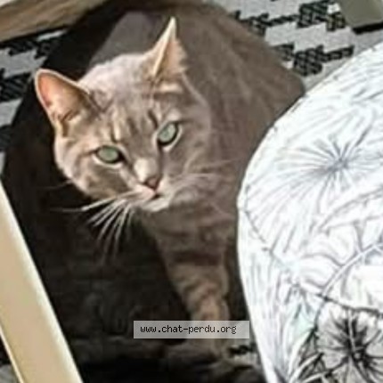 Photo 1/1 Chat retrouvé Perdu à Lorient