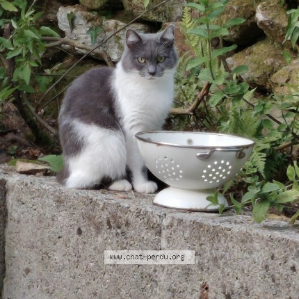 Photo de chat perdu à Saint Ave